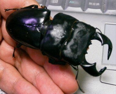 クワガタムシの画像です